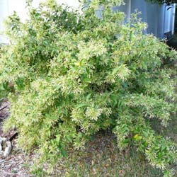 Cestrum nocturnum